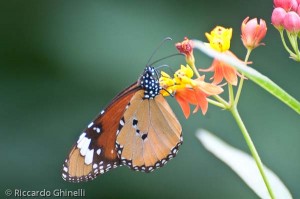 Farfalla monarca (Zambia)